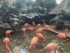 -海南热带野生动植物园