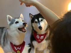 -Husky Go! 哈士奇体验馆·宠物咖啡厅狗咖
