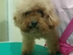 -佳雯宠物医院(四明中路分院)