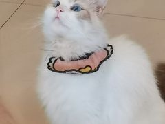 -平行世界·猫咖(首经贸店)