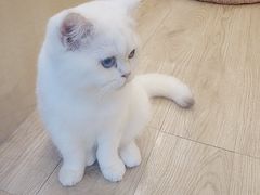 -momokira米努特·德文卷毛猫·棉花面纱犬