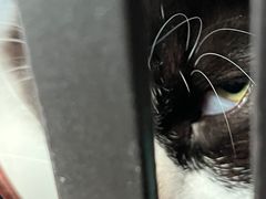 -安安宠医·臻爱宠物医院·宠保定点(营门口路分院)