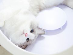 -宠福鑫康馨动物医院·骨科·眼科