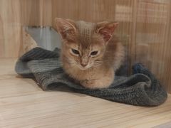 -爪爪喵星球·猫舍(卓悦中心店)