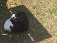 -西霞口神雕山野生动物世界