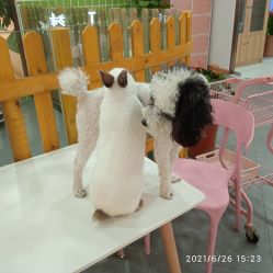 -Moni星球萌宠·小马宝莉·灵蛇·高端高阶全萌宠互动体验俱乐部(红豆国际广场店)
