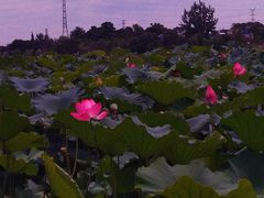 -白鹭湾湿地公园