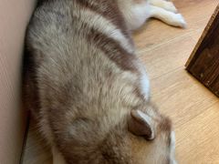 -Husky Go! 哈士奇体验馆·宠物咖啡厅狗咖