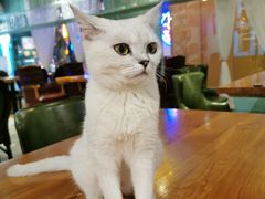 -猫小院猫主题餐厅(三里屯店)