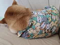 -怪兽屋·羊驼·猫咖·狗咖(俊华广场店)