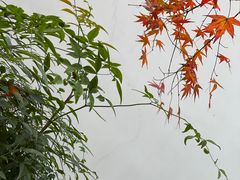 -秋霞圃