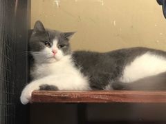 -猫咪博物馆(顶澳仔猫街店)