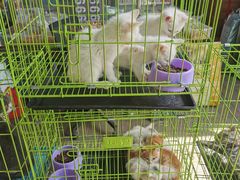 -中环花鸟鱼虫市场