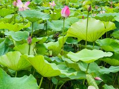 -梁鸿国家湿地公园