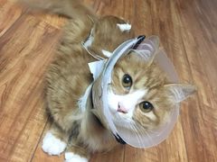 -佳怡动物医院·平价24小时·猫专科骨外科