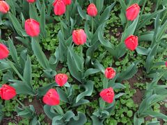 洛阳郁金香牡丹园-洛阳郁金香牡丹园