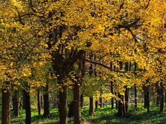 -上海共青森林公园