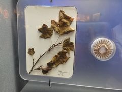 -浙江自然博物院(杭州馆)