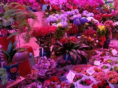 -花鸟鱼虫鲜花绿植市场(玉泉路店)