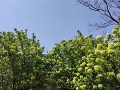 -阳澄湖半岛旅游度假区
