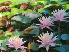 -国家植物园南园