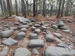 -共青国家森林公园-南大门停车场