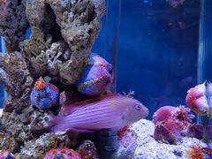 -太平洋海底世界