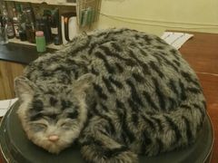 -猫色咖啡·猫咖