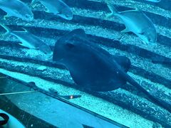 -亚特兰蒂斯•OSSIANO奥西亚诺海底餐厅