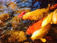 -山有花啡餐厅(常营总店)