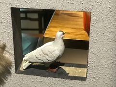 -大鸽饭(岗顶店)