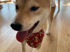 -柴犬小屋·柴餐厅·狗咖食堂(金鼎广场店)