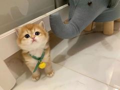 -欣宠猫屋·矮脚拿破仑·蓝金金渐层