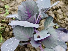 -中国天府农业博览园