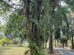 -中国科学院西双版纳热带植物园