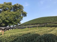 -龙坞茶村