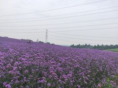 -紫颐香薰山谷景区