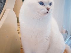 -猫小主咖啡·猫咖cat cafe(福田店)