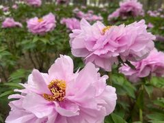 -仁和公园(顺义区)