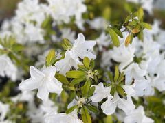 -福瑞记老孙头biangbiang面(新生路店)