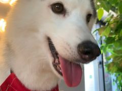 桃心-Husky Go! 哈士奇体验馆·宠物咖啡厅狗咖