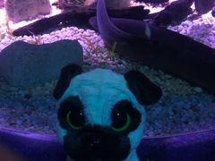 -瑞普利水族馆