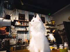 -猫咪咖啡·猫咖(万达广场店)