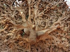 -广东花都香草世界旅游度假区