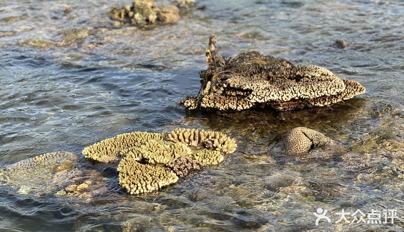 酷爱赶海每次都有不同的收获后海村码头是我常去打卡