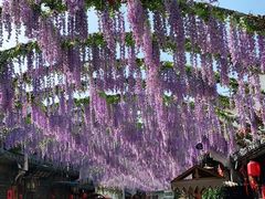 -婺源梦里老家大型山水实景演出