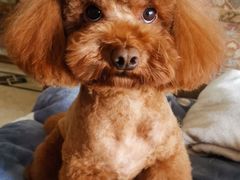 -瑞派旺宝宠物医院·犬猫全科综合·尿道专科(莲兴院)