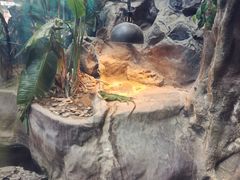 -上海大自然野生昆虫馆