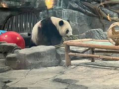 -武汉动物园