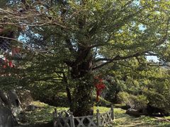 -遵化市禅林寺古银杏风景园